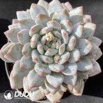 Echeveria Pinellia Ternata