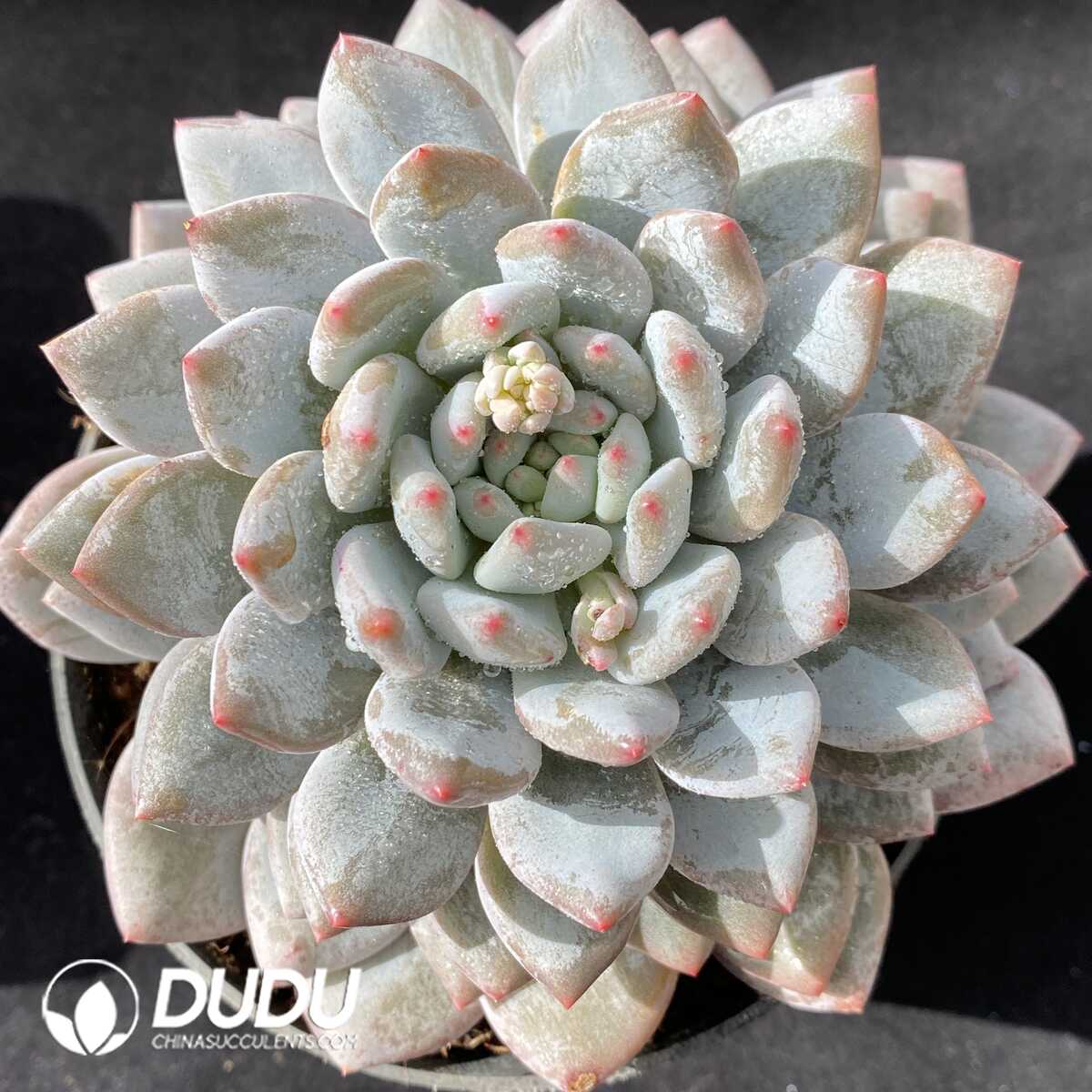 e201-193.jpg Echeveria Pinellia Ternata - Image 1