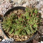 [RTS]Echeveria Fire Lip Cristata