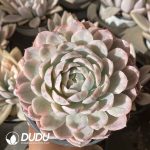 [RTS]Echeveria Snowball Variegated