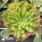 [RTS]Aeonium Zhifou Variegated Clustering (Grafted)