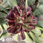 [RTS]Aeonium Count's Hero Variegated Clustering (Grafted)