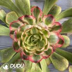 [RTS]Aeonium Ruyi Variegated Clustering (Grafted)