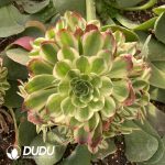 [RTS]Aeonium Count's White Variegated Clustering (Grafted)