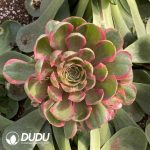[RTS]Aeonium Pink Crown Variegated Clustering (Grafted)
