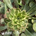 [RTS]Aeonium Phoenix Among Peonies Variegated Clustering (Grafted)