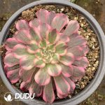 [RTS]Aeonium Rainbow After Rain
