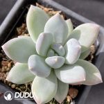 Pachyphytumc Tricolor Beauty