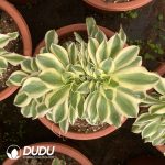 [RTS]Aeonium Green Amber Cristata