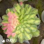 [RTS]Aeonium Zhifou (Single Head With Buds)