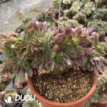 [RTS]Aeonium Kaleidoscope Cristata