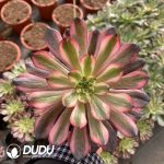 [RTS]Aeonium Red Dragonfly