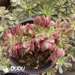[RTS]Aeonium Litchi Cristata