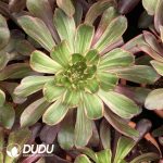 [RTS]Aeonium Purple Flame