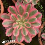 [RTS]Aeonium Huayangnianhua With Baby