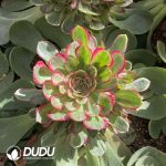 [RTS]Aeonium Red Cat Clustering (Grafted)