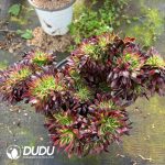 [RTS]Aeonium Tianhe Cristata