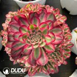 [RTS]Aeonium Sugar Heart Clustering