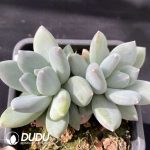 Pachyphytumc Tricolor Beauty Double Heads