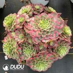 [RTS]Aeonium Narcissus Clustering