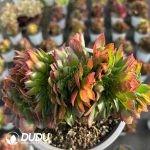 [RTS]Aeonium  Neptune Cristata