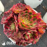 [RTS]Aeonium Hong Yun Clustering