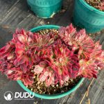 [RTS]Aeonium Qingcheng Cristata