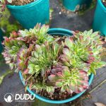 [RTS]Aeonium Neptune Cristata