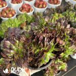 [RTS]Aeonium  pulidonis Cristata