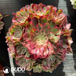[RTS]Aeonium Green Heart Qingcheng Clustering
