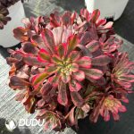 [RTS]Aeonium Moon Chan Clustering