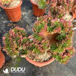 [RTS]Aeonium Neptune Old Stem Cristata