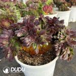 [RTS]Aeonium  pulidonis Cristata