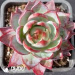 Echeveria Agavoides Casio
