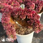 [RTS]Aeonium Old Stem Qingcheng Cristata