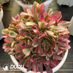 [RTS]Aeonium flannel Clustering