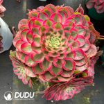 [RTS]Aeonium Peacock Clustering