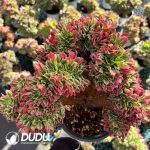 [RTS]Aeonium Bai Feng Critata