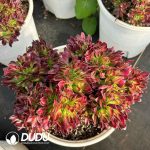 [RTS]Aeonium Shaohua Cristata