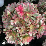 [RTS]Aeonium Moonlight Hua Clustering