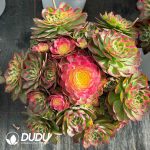 [RTS]Aeonium Sea Fairy Clustering