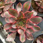 [RTS]Aeonium Demon Eye （120mm pots）