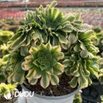 [RTS]Aeonium Golden Jade Cristata