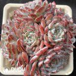 Echeveria White Sundae Clustering