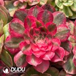 [RTS]Aeonium Red Cat