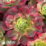 [RTS]Aeonium Mirror Flower Water Moon