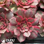 [RTS]Aeonium Black Devil Variegated
