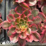 [RTS]Aeonium Pink Hibiscus