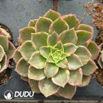 [RTS]Aeonium Kaleidoscope