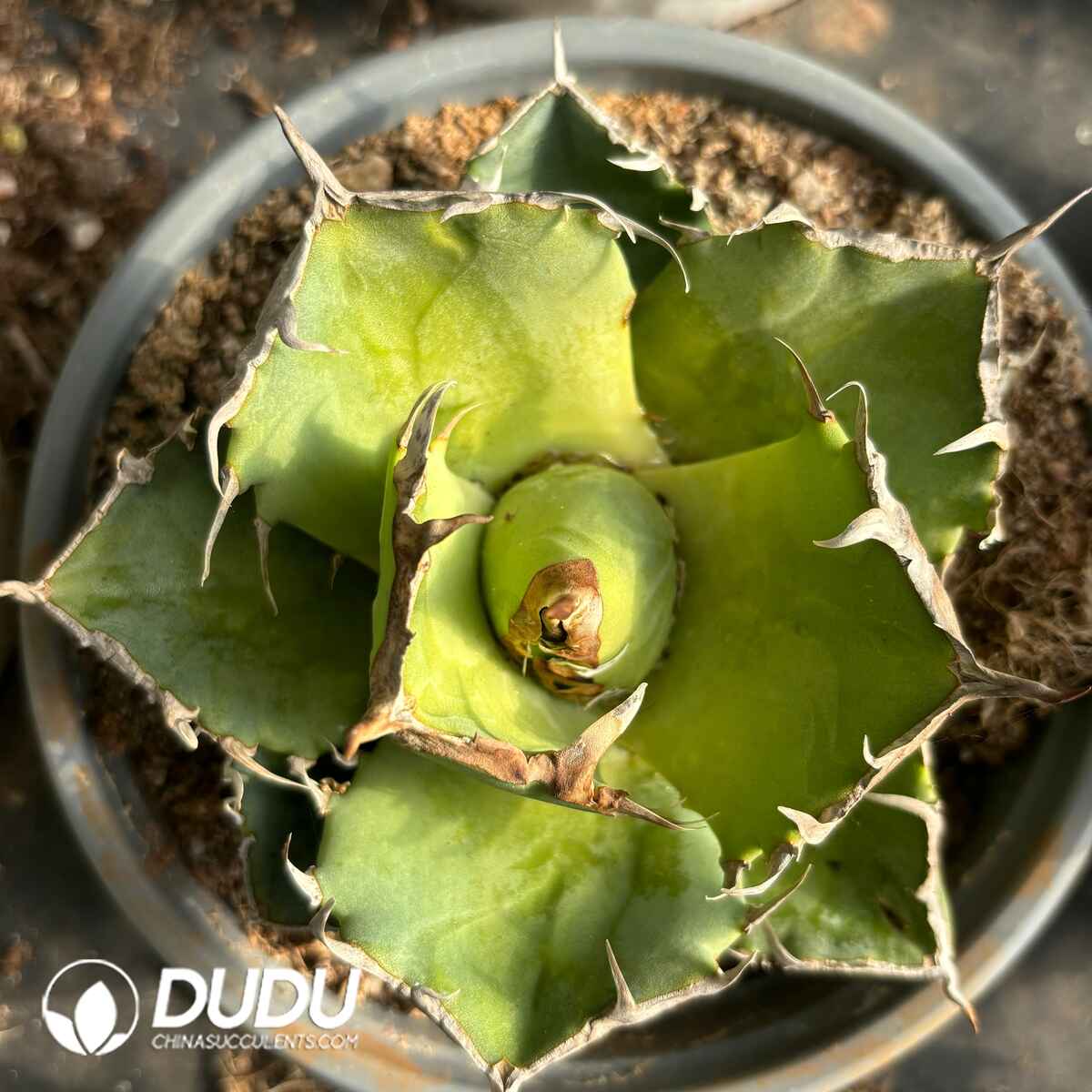 e201-1979.jpg Agave Werewolf - Image 1